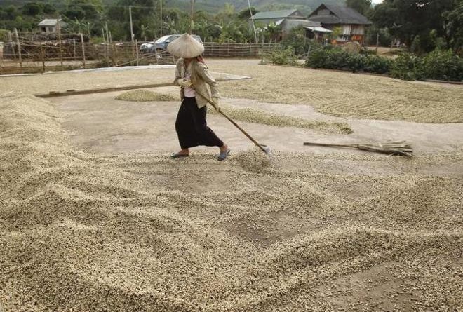 Robusta coffee slides on signs of easing supply tightness
