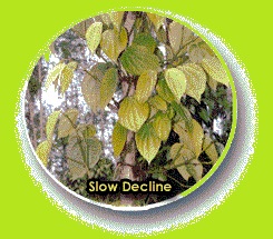 Slow Decline