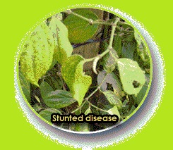 Stunted Disease