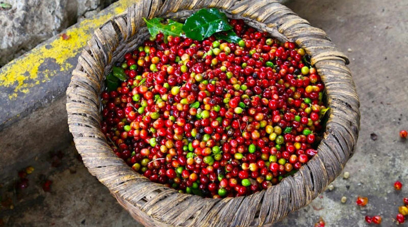 Arabica coffee prices fell as weather improves in Brazil