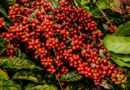 Arabica coffee futures hit the lowest prices since the end of March