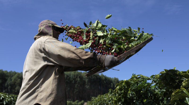 Arabica Coffee prices up on tight supplies