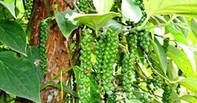Pepper cultivation declines in Wayanad within 15 years