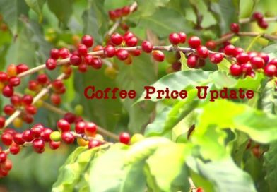 Coffee Prices (Karnataka) on 20-03-2023