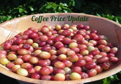 Coffee Prices (Karnataka) on 12-08-2022