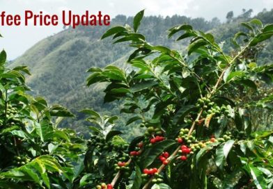 Coffee Prices (Karnataka) on 04-05-2024