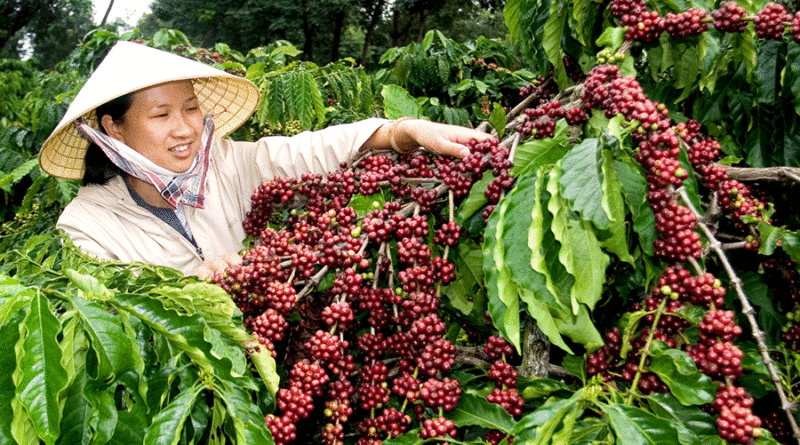 Robusta coffee prices edge higher towards a four-year high - Kirehalli