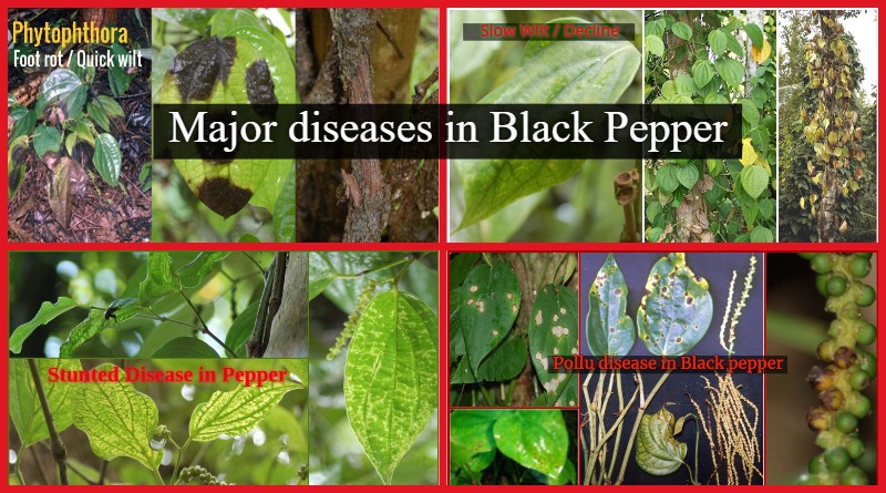 Major diseases in Black Pepper