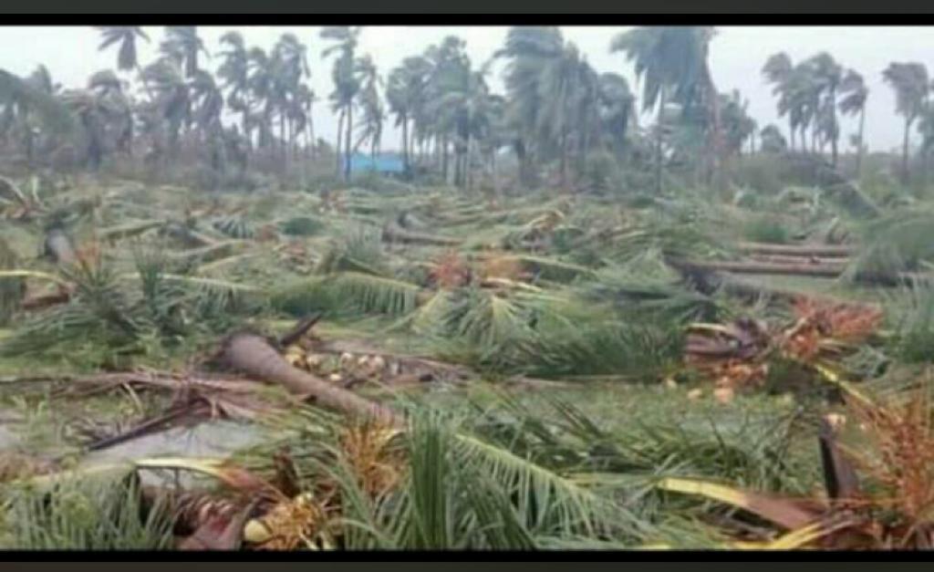Cyclone Gaja hits hard Arabica coffee in Karnataka and Tamil Nadu ...