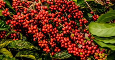 Robusta coffee trims losses after loosing to 5-week low