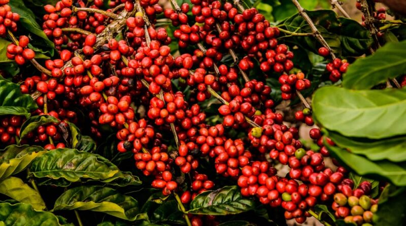 Robusta coffee trims losses after loosing to 5-week low