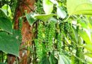 Black pepper stays steady in Kochi