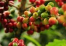 Coffee Prices Slightly Lower On Reduced Frost Risks In Brazil