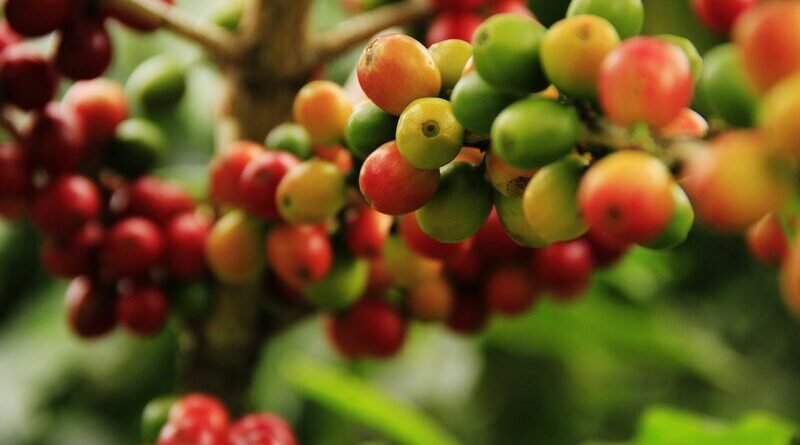 Arabica coffee settles down, hits six-week low