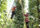 Vietnam: Crop failures pushes up pepper imports