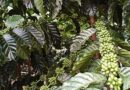 Coffee Prices Push Higher 