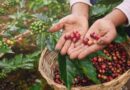 Arabica coffee prices fall on Brazil rains, rising stocks