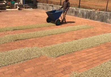 ನಿರಂತರ ಮಳೆಗೆ ಕಾಫಿ ಉತ್ಪಾದನೆ ಕುಸಿತ: 30,000 ಟನ್ ನಷ್ಟ