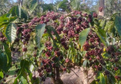 ಬಾಳೆಹೊನ್ನೂರು ಕಾಫಿ ಸಂಶೋಧನಾ ಕೇಂದ್ರ — ಶತಮಾನೋತ್ಸವ ಕಾರ್ಯಕ್ರಮ