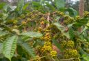 Coffee & Pepper Price Report – 10 September 2025