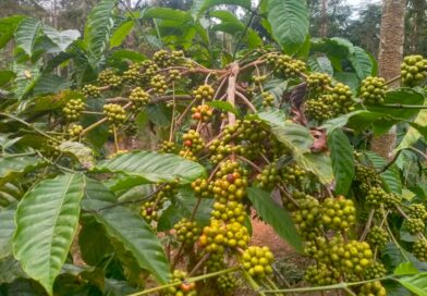Coffee & Pepper Price Report – 10 September 2025