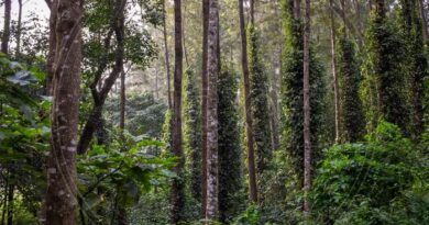 ಕಾಫಿ ಉತ್ಪಾದನೆ ದ್ವಿಗುಣಗೊಳಿಸುವ ಗುರಿ: 2047ರೊಳಗೆ 7 ಲಕ್ಷ ಟನ್ – ಕಾಫಿ ಬೋರ್ಡ್