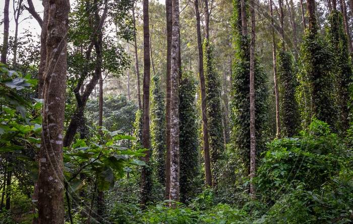 ಕಾಫಿ ಉತ್ಪಾದನೆ ದ್ವಿಗುಣಗೊಳಿಸುವ ಗುರಿ: 2047ರೊಳಗೆ 7 ಲಕ್ಷ ಟನ್ – ಕಾಫಿ ಬೋರ್ಡ್