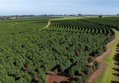 ಬ್ರೆಜಿಲ್ ಕಾಫಿಗೆ ಬಂಪರ್ ವರ್ಷ-ದಾಖಲೆ ಬೆಳೆ ಅಂದಾಜು