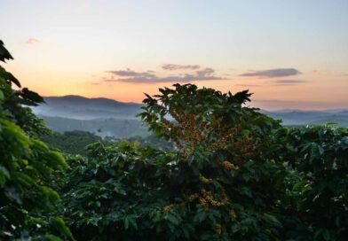 Karnataka Coffee Market Update – Hassan 13/11/2025 – Somwarapete & Hassan