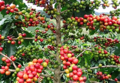 Coffee & Pepper Market Update — 03 November 2025