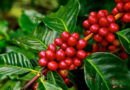 Coffee & Pepper Prices – 19 August 2025