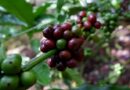 Coffee Prices – 29 September 2025