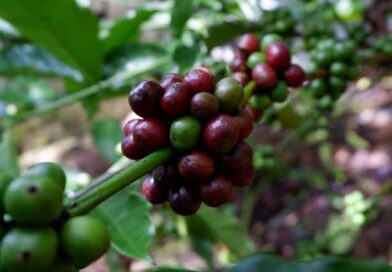 Coffee Market Update – 09 October 2025