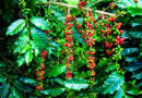 Coffee Market Trend Update