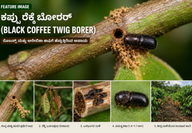 ಕಪ್ಪು ರೆಕ್ಕೆ ಬೋರರ್ : ರೊಬಸ್ಟಾ ಮತ್ತು ಅರೇಬಿಕಾ ಕಾಫಿ ತೋಟಗಳಿಗೆ ಹೊಸ ಅಪಾಯ
