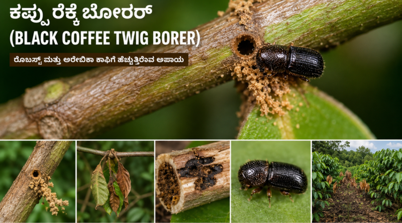 ಕಪ್ಪು ರೆಕ್ಕೆ ಬೋರರ್ : ರೊಬಸ್ಟಾ ಮತ್ತು ಅರೇಬಿಕಾ ಕಾಫಿ ತೋಟಗಳಿಗೆ ಹೊಸ ಅಪಾಯ